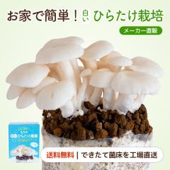 �����Ђ炽���͔|�L�b�g ����̔����Ђ炽���_�� | �q���^�P �ƒ�؉� ���R���� �ώ@ ��� ���� ���̂��͔| �L�m�R�͔| �͔|�L�b�g �͔|