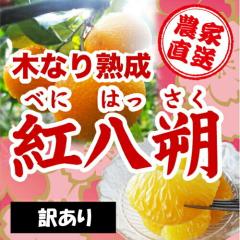 ���a�̎R���R�ǒ��_�ƒ����I�����󂠂聦�ؐ���g����i�ׂɂ͂������j�@�P�O�����@L�T�C�Y�@�L�Y�A���̑��@�킩��܎Y �y���������z