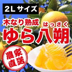 ���a�̎R���R�ǒ��_�ƒ����I���@�ؐ����甪��i�͂������j�G�i�@10�����@2�k�T�C�Y�@�킩��܎Y �y���������z