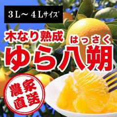 ���a�̎R���R�ǒ��_�ƒ����I�� �ؐ����甪��i�͂������j�G�i�@10�����@3�k�`4L�T�C�Y�@�킩��܎Y �y���������z