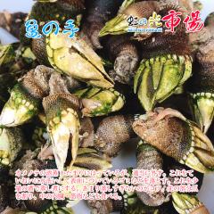 �H���Ȃ��߁A���ׂ��Ȃ��Ȃ莟��I���ƂȂ�܂��I�� �T�̎� �J���m�e�@5kg �H�� �����{�Y