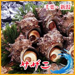 �o�[�x�L���[�ɍœK�I���T�U�G ��500g (�P��W�O�`�P�O�Og�T�C�Y) �T�U�G ������ �h�� �o�[�x�L���[ �L �V�N