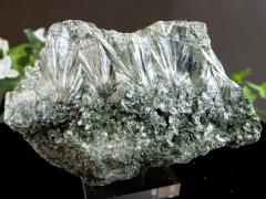 �����A ���ʗʋɏ����� �V�g�̉H���̂悤�Ȕ����� �Z���t�B�i�C�g �N���m�N���A�E�V�g�̉H ���� ����t �ő啝 95mm �d�� 484g �L���L��