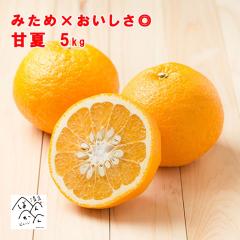 ���㊮�n �É� 5kg �󂠂� L�`3L 10�`15�� �݂��߁~���������� ���k �Y�n���� ���Q�����쒬�Y�y�����������k�C���E����͏����z