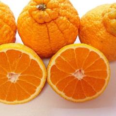 �s�m�� �󂠂�2kg�y�f�R�|���Ɠ����i��z�݂��߁~���������� �Â��Ïk ���Q���Y �Y�n�����y�����������k�C���E����͏����z