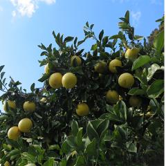 �������ēy�����U5kg �󂠂� ���� �݂��߁~���������� �Â� �Ǐn �������� �ʕ� ������ ������ �Y�n���� ���Q�����쒬�Y�y����������