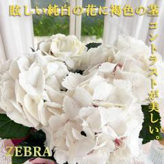 �\��̔� �A�W�T�C �[�u�� 7.5cm�|�b�g �n�C�h�����W�A �c �ԕc �c�� �������� ���z�� tbs 3�����{�ȍ~����