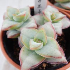 �����A�� hm�N���b�X�� ���̉��q �����A�� 6cm�|�b�g