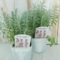 ���x���_�[ �c �i�i���[�A  9cm�|�b�g �ԕc �h���� �K�[�f�j���O �n�[�u�c Herb