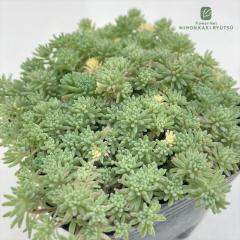 �����A�� se�Z�_�� �N���[���\�[�_ �i������p���_���j�����A�� �Z�_�� 9cm�|�b�g