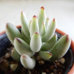 �����A�� hm�R�`���h�� ������ �����A�� �R�`���h�� 6cm�|�b�g