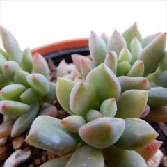 �����A�� hm�Z�_�� ���g���r���[�e�B�[ �����A�� �Z�_�� 6cm�|�b�g