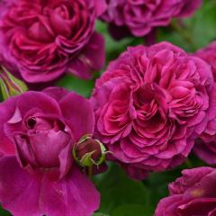 �\��̔� �o�� �c �o�� �V�c �f���o�[�� �A���S���[ �o�^�i�� �l�G�炫 �K�N �΂� �������� �� has 5�����{�ȍ~����