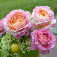 �\��̔� �o�� �c �o�� �V�c �f���o�[�� �N���[�h���l �o�^�i�� �l�G�炫 �K�N �΂� �������� �s���N has 5�����{�ȍ~����