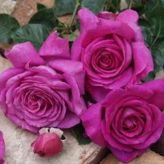 �\��̔� �o�� �c �o�� �V�c �f���o�[�� �V�����g���[�Y�h�D�p���� �l�G�炫 �K�N �΂� �������� �� has 4�����{�ȍ~����