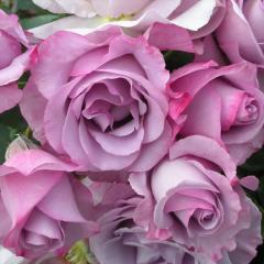 �\��̔� �o�� �c �o�� �V�c �f���o�[�� �f�B�I���T���X �_��i�� �l�G�炫 �K�N �΂� �������� �� has 4�����{�ȍ~����