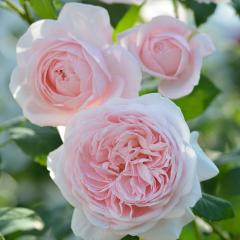 �\��̔� �o�� �c �o�� �V�c �f���o�[�� �i�G�} �l�G�炫 �K�N �΂� �������� �s���N has 4�����{�ȍ~����