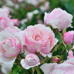 �\��̔� �o�� �c �o�� �V�c �f���o�[�� �r�G�h�D�[ �o�^�i�� �l�G�炫 �K�N �΂� �������� �s���N has 5�����{�ȍ~����