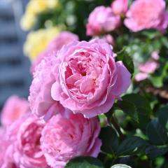 �\��̔� �o�� �c �o�� �V�c �f���o�[�� �t���S�i�[�� �o�^�i�� �l�G�炫 �K�N �΂� �������� �s���N has 4�����{�ȍ~����