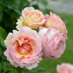 �\��̔� �o�� �c �o�� �V�c �f���o�[�� �y�b�V���{���{�� �o�^�i�� �l�G�炫 �K�N �΂� �������� �s���N has 5�����{�ȍ~����