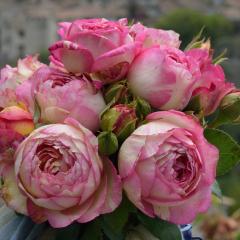 �\��̔� �o�� �c �o�� �V�c �f���o�[�� �}���N�V���K�[�� �o�^�i�� �l�G�炫 �K�N �΂� �������� �s���N has 4�����{�ȍ~����