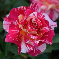 �\��̔� �o�� �c �o�� �V�c �f���o�[�� ���[���X���g���� �o�^�i�� �l�G�炫 �K�N �΂� �������� �� has 4�����{�ȍ~����