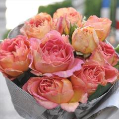 �\��̔� �o�� �c �o�� �V�c �f���o�[�� ���p���W�F���k �o�^�i�� �l�G�炫 �K�N �΂� �������� �I�����W has 5�����{�ȍ~����