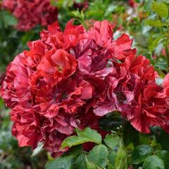 �\��̔� �o�� �c �o�� �V�c �f���o�[�� �����[�k�h�D���j���C �o�^�i�� �l�G�炫 �K�N �΂� �������� �� has 4�����{�ȍ~����