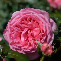 �\��̔� �o�� �c �o�� �V�c �f���o�[�� �����[�Y�h�D�����i�[�� �o�^�i�� �l�G�炫 �K�N �΂� �������� �s���N has 4�����{�ȍ~����