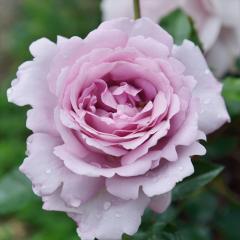 �\��̔� �o�� �c �o�� �V�c �f���o�[�� ���[�Y�V�i�N�e�C�t �o�^�i�� �l�G�炫 �K�N �΂� �������� �� has 4�����{�ȍ~����