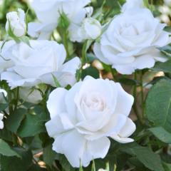 予約販売 バラ 苗 バラ 新苗 ドリュ アンナプルナ 契約品種 四季咲き 薔薇 ばら 送料無料 白 has 5月中旬以降発送