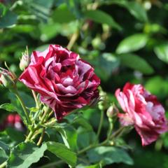 �\��̔� �o�� �c �o�� �V�c �h���� �j���[ �C�}�W�� �_��i�� �l�G�炫 �K�N �΂� �������� �� has 5�����{�ȍ~����