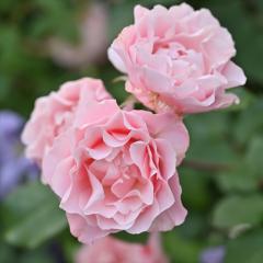 �\��̔� �o�� �c �o�� �V�c ���T �I���G���e�B�X �_�t�l �o�^�i�� �l�G�炫 �K�N �΂� �������� �s���N has 4�����{�ȍ~����