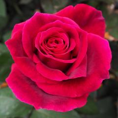 �\��̔� �o�� �c �o�� �V�c ��� �~�X�^�[�����J�[�� �l�G�炫 �K�N �΂� �� tros 4�����{�ȍ~����