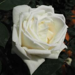 �\��̔� �o�� �c �o�� �V�c ��� �z���C�g�N���X�}�X �l�G�炫 �K�N �΂� �� tros 4�����{�ȍ~����