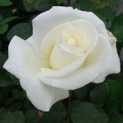 �\��̔� �o�� �c �o�� �V�c ��� �I�[�i�[ �l�G�炫 �K�N �΂� �� tros 4�����{�ȍ~����