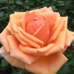 �\��̔� �o�� �c �o�� �V�c ��� �A�V������ �l�G�炫 �K�N �΂� �I�����W tros 4�����{�ȍ~����