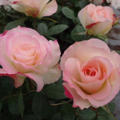 �\��̔� �o�� �c �o�� �V�c ���� �}�`���_ �l�G�炫 �K�N �΂� �s���N tros 4�����{�ȍ~����