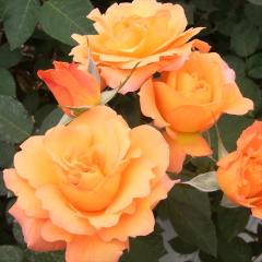 �\��̔� �o�� �c �o�� �V�c ���� �X���j�[���h�D�A���l�t�����N �l�G�炫 �K�N �΂� �I�����W �X���j�[���E�h�D�E�A���l�E�t�����N tros