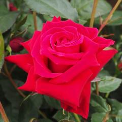 �\��̔� �o�� �c �o�� �V�c ��o�� �A���N���E�H���^�[ �K�N �΂� �� tros 4�����{�ȍ~����