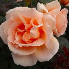 �\��̔� �o�� �c �o�� �V�c ��o�� ���C�����T���Z�b�g �K�N �΂� �I�����W tros 4�����{�ȍ~����