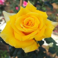 �\��̔� �o�� �c �o�� �V�c ��� �G���u���� �l�G�炫 �K�N �΂� ���F �I�����W tros 4�����{�ȍ~����