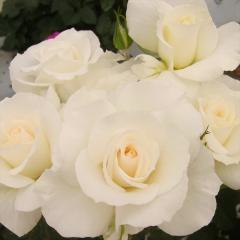 �\��̔� �o�� �c �o�� �V�c ���� �}�[�K���b�g������ �l�G�炫 �K�N �΂� �� tros 4�����{�ȍ~����