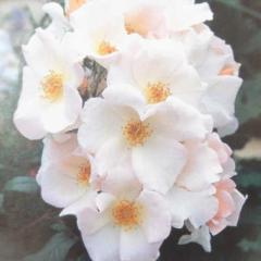 �\��̔� �o�� �c �o�� �V�c ��o�� �T���[�z�[���Y �K�N �΂� �� tros 4�����{�ȍ~����