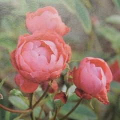 �\��̔� �o�� �c �o�� �V�c �|���A���T���[�Y �}�U�[�Y�f�C �K�N �΂� �� �}�U�[�Y�f�[ tros 4�����{�ȍ~����