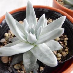 �����A�� hm�_�h���A �O���[�j�[ �����A�� �_�h���A 6cm�|�b�g