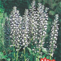 �\��̔� �h�����̍炭�� �A�J���T�X �c �����X 9cm�|�b�g �n�A�U�~ ���N�� �K�[�f�j���O �ԕc �h�����c hys4 4�����{�ȍ~����