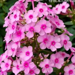 h̍炭 tbNX c ~Xybp[ 9cm|bg IC\E N K[fjO ԕc hc hys4