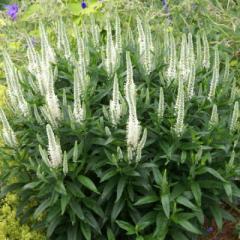 h̍炭 xjJ c n~Oo[hzCg 9cm|bg gmI N K[fjO ԕc hc hys4