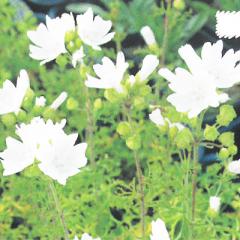 h̍炭 }o c  XJ[^Ao 9cm|bg WREAIC N K[fjO ԕc hc hys3